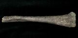 Othnielosaurus Tibia w/ Stand - Bone Cabin Quarry #14730-2